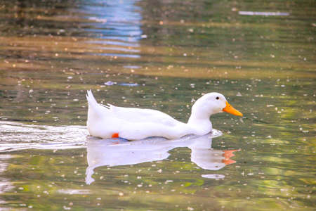 White Duckの写真素材