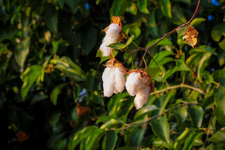 cotton blossomsの写真素材