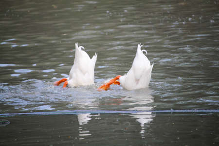 Barbary Duckの写真素材