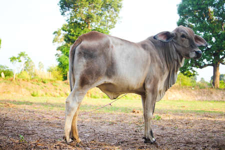 a cow in countrysideの写真素材