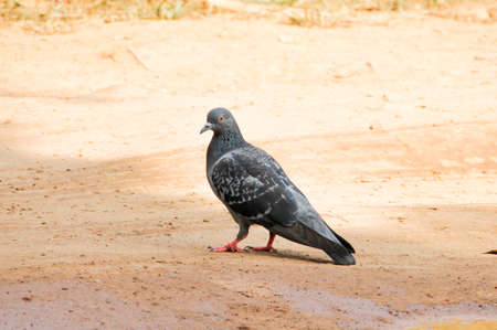 pigeonの写真素材