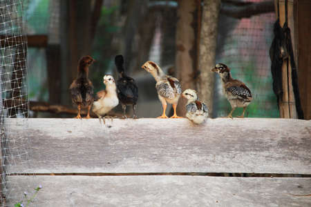 little chickenの写真素材