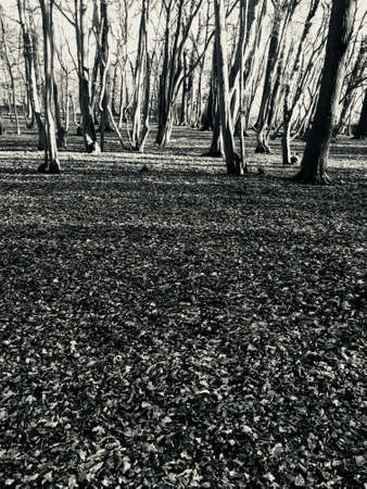 bare forest