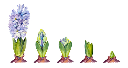 Stages of Hyacinth Blooming on a white background. Watercolor illustration.の写真素材