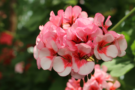 Pelargonium Divas Star. Closeup of a blooming light pink geranium.