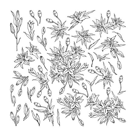 Black and white set of Oriental Lily. Flowers, branches, leaves and buds on a white background. Hand-drawn collection of festive decor and greeting cards. Vector illustration.のイラスト素材