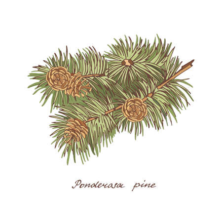 Ponderosa pine branch with three cones of conifer trees on white background. Vintage hand-drawn collection of holiday decor. Colorful vector illustration of winter symbols.のイラスト素材
