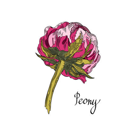 Blooming pink peony flower. Hand-drawn floral collection of festive decor. Vector illustrationon a white background.のイラスト素材