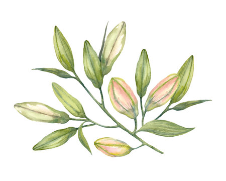 Pink Stargazer Lilies. Pink and white lily buds. Hand drawn watercolor bouquet. Artistic illustration on a white background.の写真素材