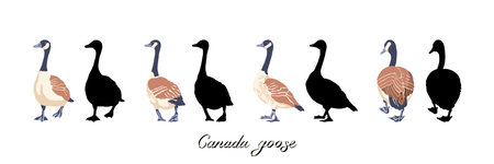 Canadian geese. Four black silhouettes and color illustrations. Vintage set of birds. Vector illustration on a white background.のイラスト素材