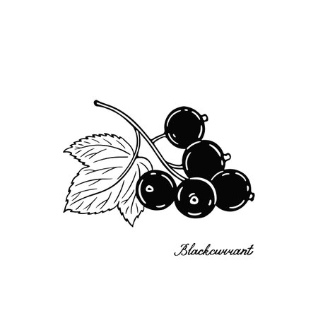 blackcurrant. Blck and white berries. Hand-drawn flat image. Vector illustration on a white background.のイラスト素材