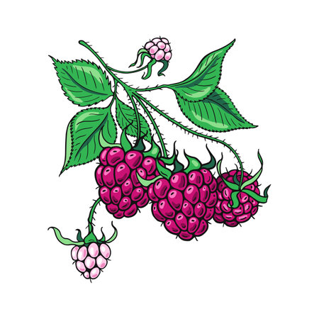 Raspberry branch. Color berries. Hand-drawn flat image of food, vegetables and fruits. Design of candies and sweet dessert. Vector illustration on a white background.のイラスト素材