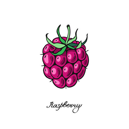 Ripe Pink Raspberry. Color berries. Hand-drawn flat image of food, vegetables and fruits. Design of...