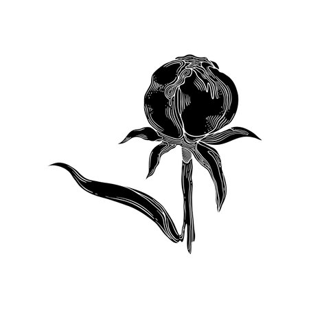 Peony Flower Bud. Black hand-drawn floral collection of festive decor. Vector illustration on a white background.のイラスト素材