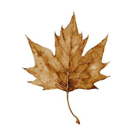 Sepia maple leaf. Watercolor autumn hand drawn illustration on white background..