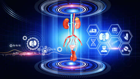 Human kidney anatomy in medical hologram. Vector illustration in blue backgroundの写真素材