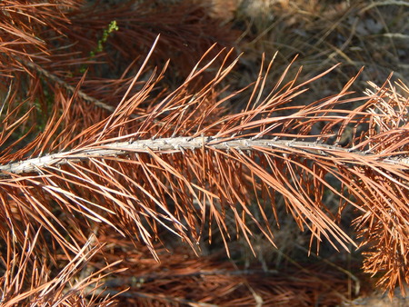 Forest landscape trees wallpaper the treeの写真素材