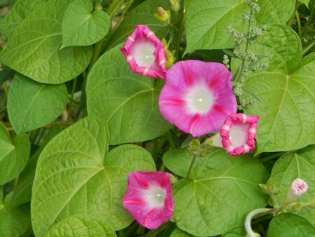 Flowers in the garden and the garden