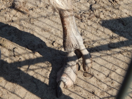 Birds in the garden and park are floating on the waterの写真素材