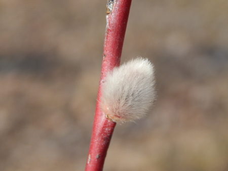 Pussy willow branches with background on the branches of trees in spring blossomの写真素材