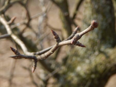 Pussy willow branches with background on the branches of trees in spring blossomの写真素材
