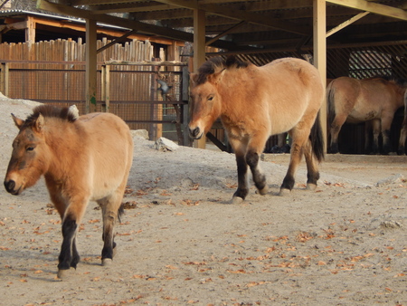 Animals and birds in the zoo tigers, lions, turtlesの写真素材
