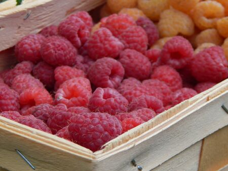 Berry raspberries fruit picking