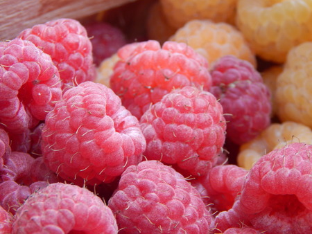 Berry raspberries fruit picking
