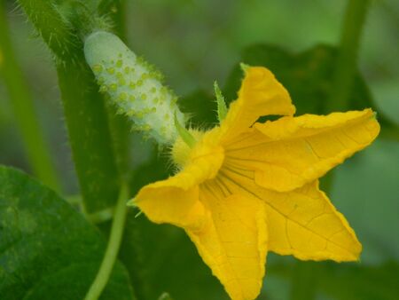 Flower arrangement flowers in the garden wallpaperの写真素材