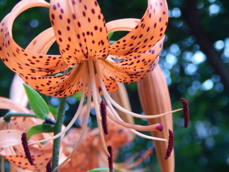 Flower arrangement flowers in the garden wallpaperの写真素材