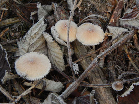 Winter forest, the texture of nature, foliage and plantsの写真素材