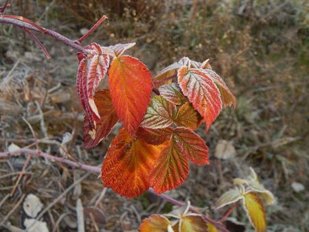 Winter forest, the texture of nature, foliage and plants