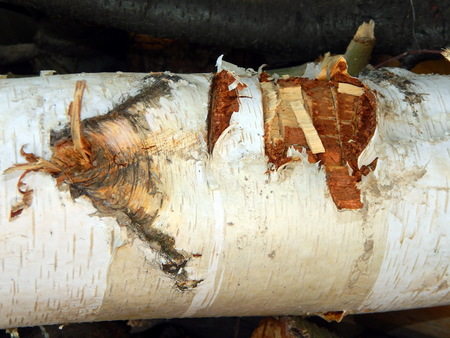 Wooden texture composition of woodの写真素材