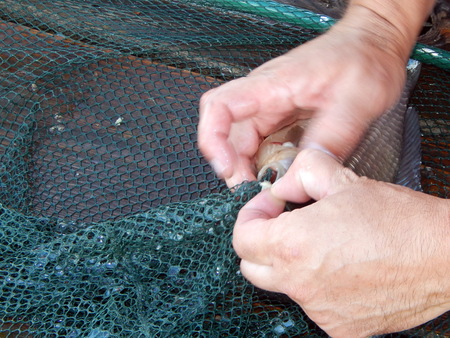 Fishing on the lake and river fish