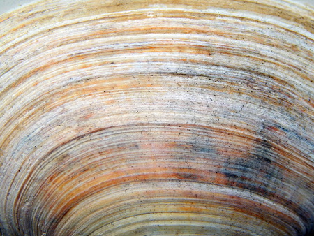 Texture of the sea ocean shellの写真素材