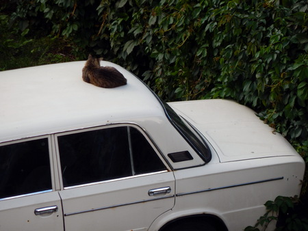 Car view from above, body partsの写真素材