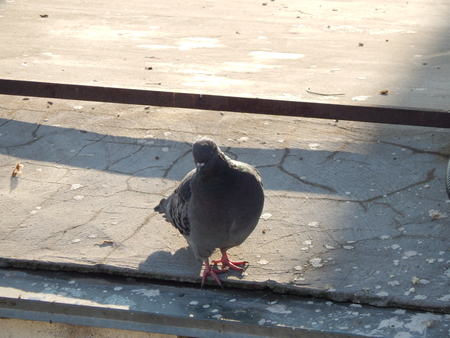 Various animals in the city of birds, dogs, insectsのeditorial素材