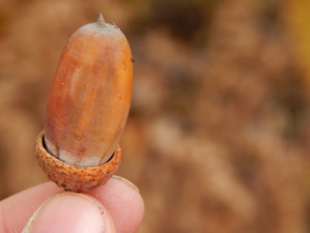 Texture of plants and nature of the autumn forestの写真素材