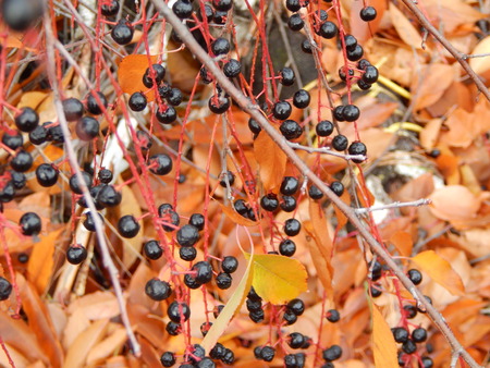 Texture of plants and nature of the autumn forest
