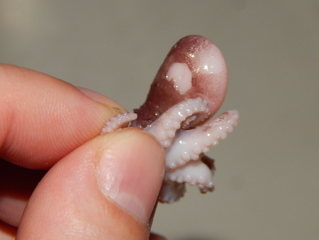 Small cooked octopus oriental cuisineの写真素材