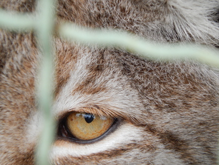 Lynx in a cage looks close-upの写真素材