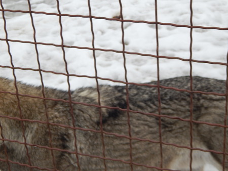 Wolf in an aviary behind bars