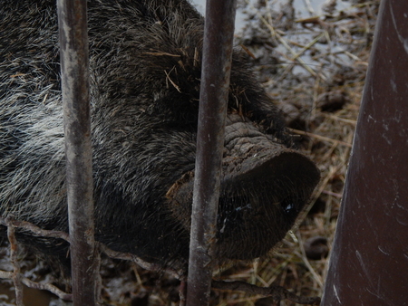 Pigs and wild boars in the aviary on the farmの写真素材