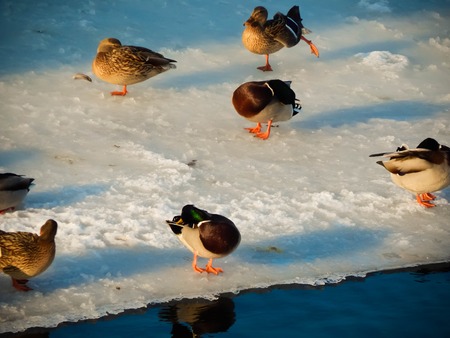 Ducks sit on the ice and swim in the riverの写真素材