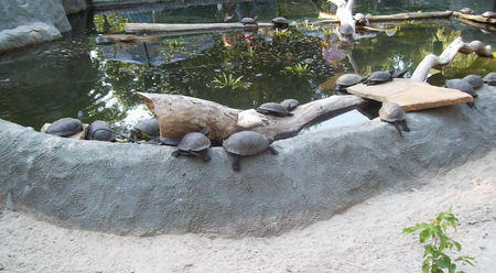 Turtles in the aviary open-air parkの写真素材