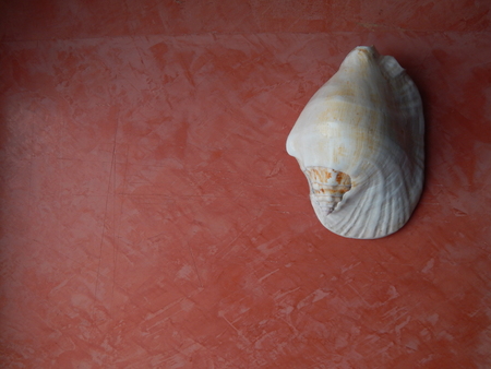 Seashells and sea stones on a pink backgroundの写真素材