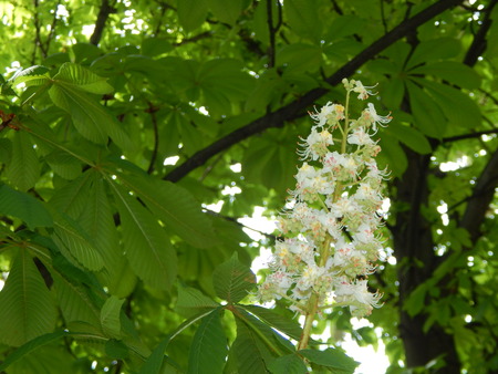 Bloomed chestnut flowers on the treeの写真素材