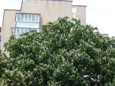 Bloomed chestnut flowers on the treeのeditorial素材