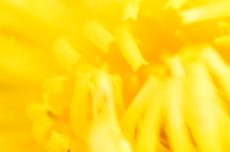 Macro shooting of plants and flowers in the forestの写真素材