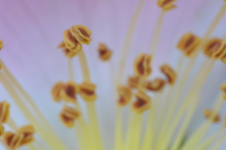 Macro shooting of plants and flowers in the forestの写真素材